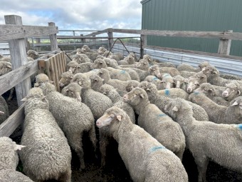 38 Ewes and Lambs