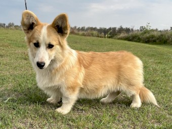 Pembroke Corgi 
