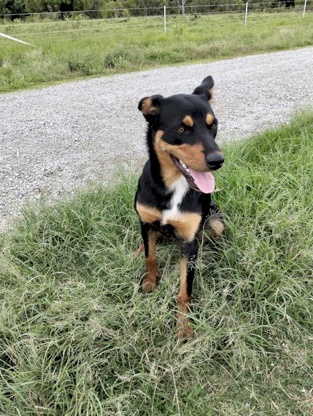 Blue 8 month old Pure Bred Kelpie 2025