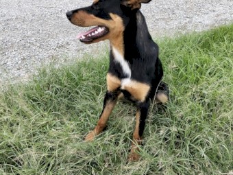 Blue 8 month old Pure Bred Kelpie 2025