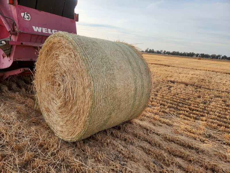 Barley straw