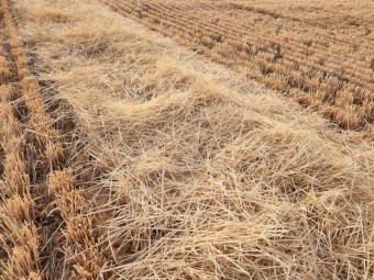 Barley straw