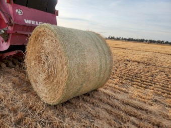 Barley straw