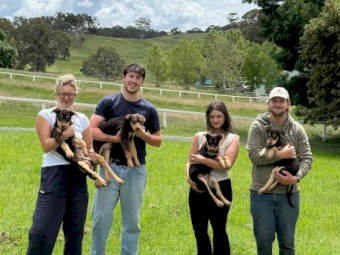 Red and Tan Kelpie Puppies