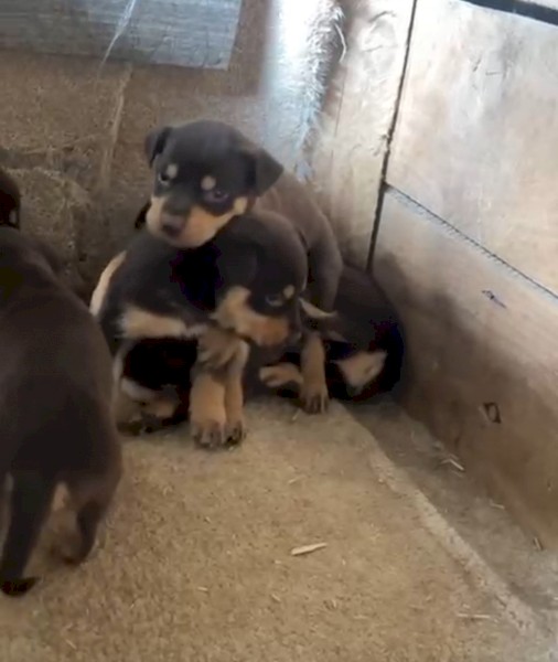 Red and Tan Kelpie Puppies