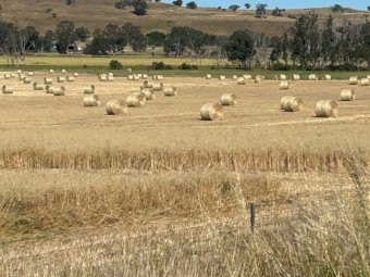 Oaten hay with Vetch for Sale