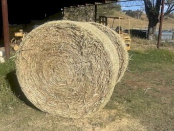 Oaten hay with Vetch for Sale
