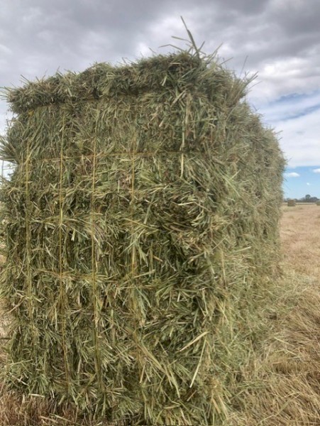 Small oaten hay bales in baron packs