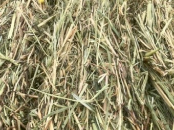 Small oaten hay bales in baron packs