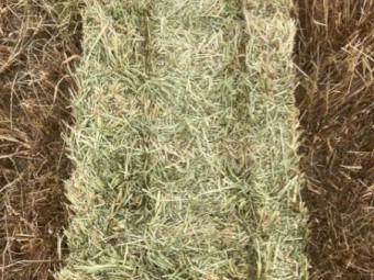 Small oaten hay bales in baron packs