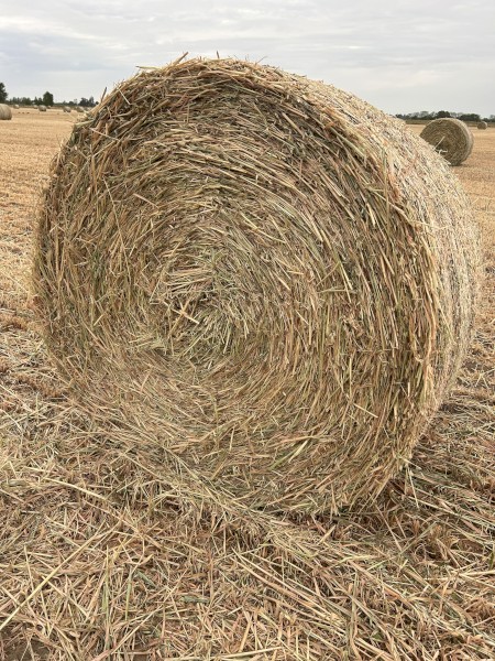 Oaten Hay-New Season