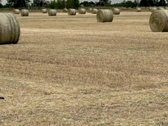 Oaten Hay-New Season
