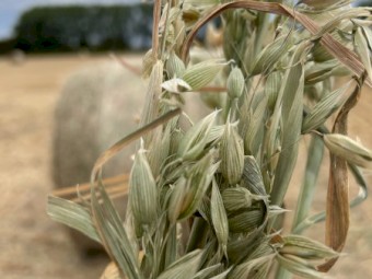 Oaten Hay-New Season