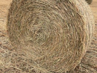 Oaten Hay-New Season