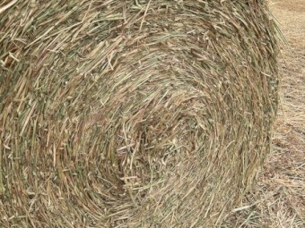 Oaten Hay-New Season