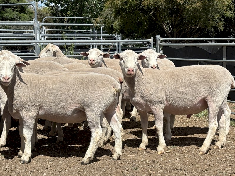 Stud White Suffolk Rams 2024 drop