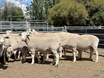 Stud White Suffolk Rams 2024 drop