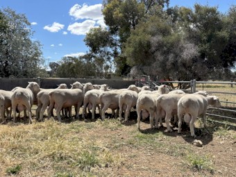Stud White Suffolk Rams 2024 drop