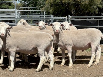 Stud White Suffolk Rams 2024 drop