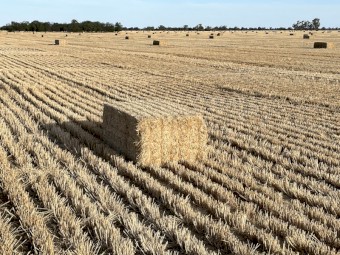 2025 Season Barley Straw