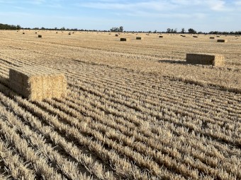 2025 Season Barley Straw