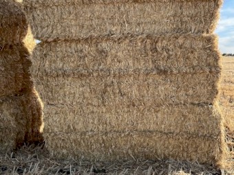 2025 Season Barley Straw