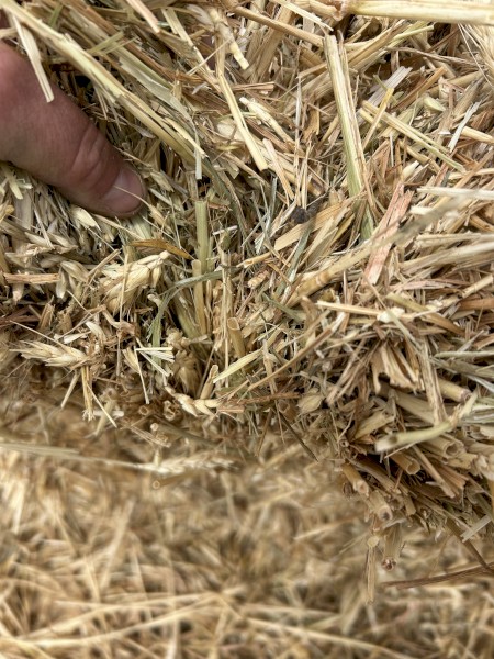 Wheaten hay 