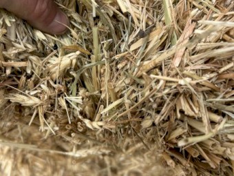 Wheaten hay 