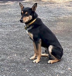 Black and Tan Sheep and cattle dog