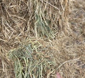 167mt Ryegrass Hay 670kg 8x4x3 Bales