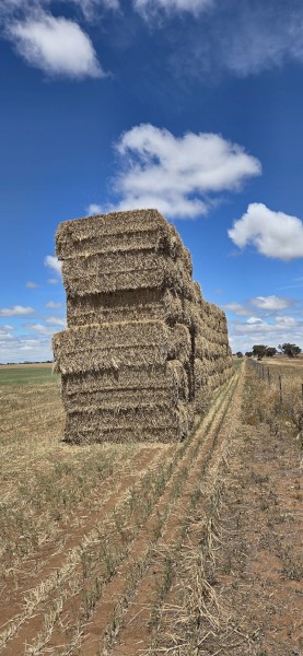 103mt Wheaten Hay 715kg 8x4x3 Bales