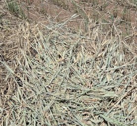 25/26 wheaten hay