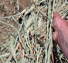 103mt Wheaten Hay 715kg 8x4x3 Bales