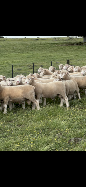 Athlone Poll Dorsets