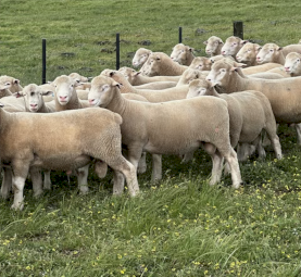 Athlone Poll Dorsets