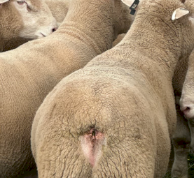 Athlone Poll Dorsets