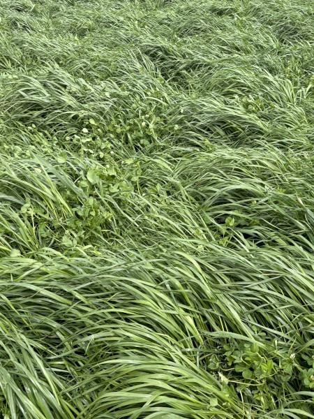 EOI Ryegrass and clover Hay