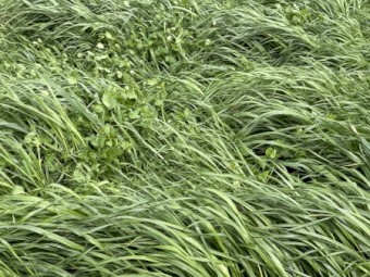 EOI Ryegrass and clover Hay