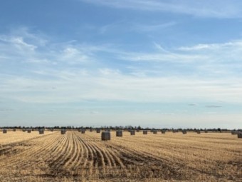 420 x Wheaten Hay 500kg 5x4 Bales
