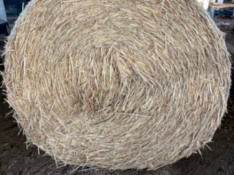 420 x Wheaten Hay 500kg 5x4 Bales