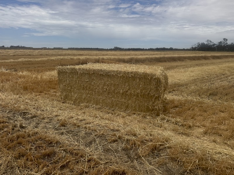 275mt Barley Straw 500kg 8x4x3 Bales