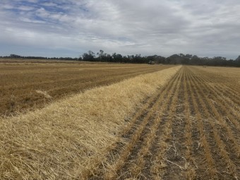 275mt Barley Straw 500kg 8x4x3 Bales