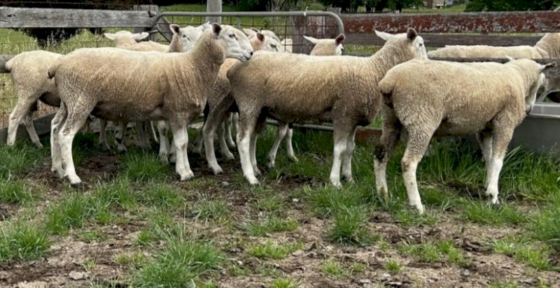 Border Leicester Rams