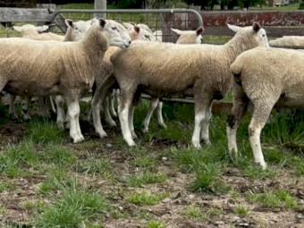 Border Leicester Rams
