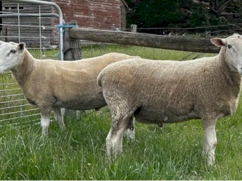Border Leicester Rams