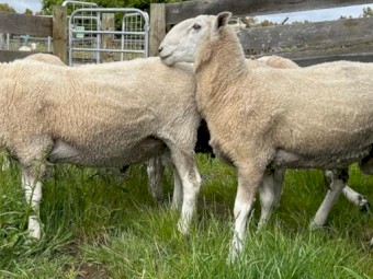 Border Leicester Rams