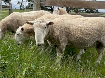 Border Leicester Rams