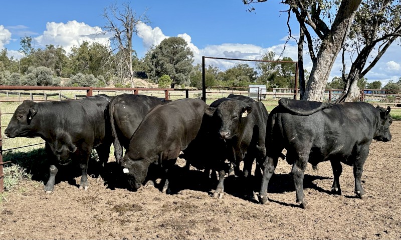 Grass Fed Angus & Brangus Bulls