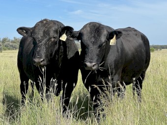 Grass Fed Angus & Brangus Bulls