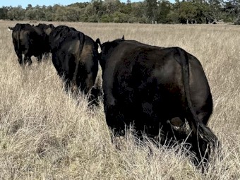 Grass Fed Angus & Brangus Bulls